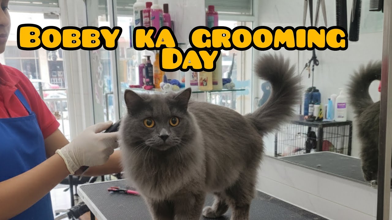 Vlog 10 bobby ka grooming day | cat grooming #pet #catlover #mumbai