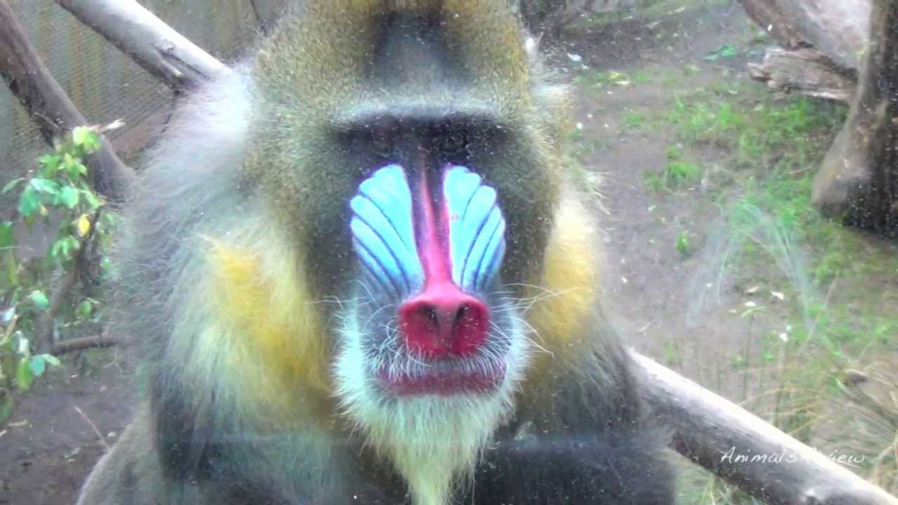 Mandrills - Very Colorful Monkeys