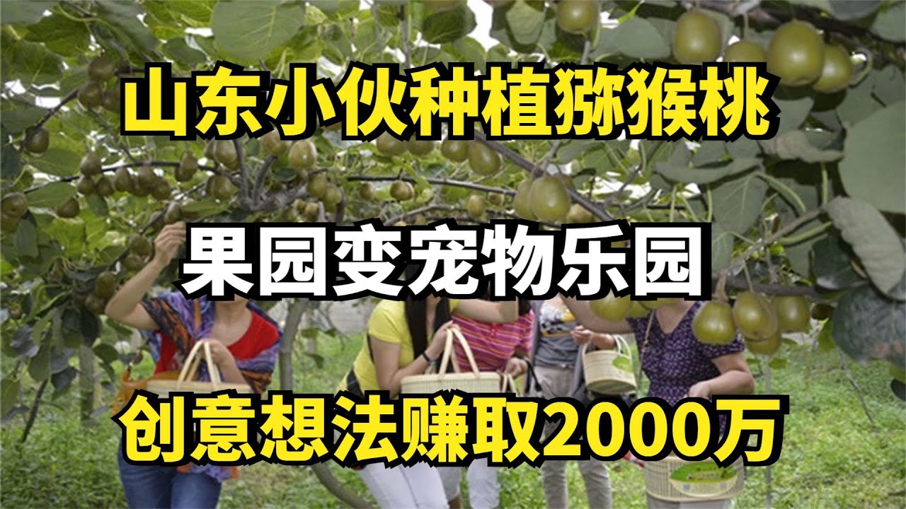 山东小伙种植猕猴桃，果园变宠物乐园，创意想法赚取2000万