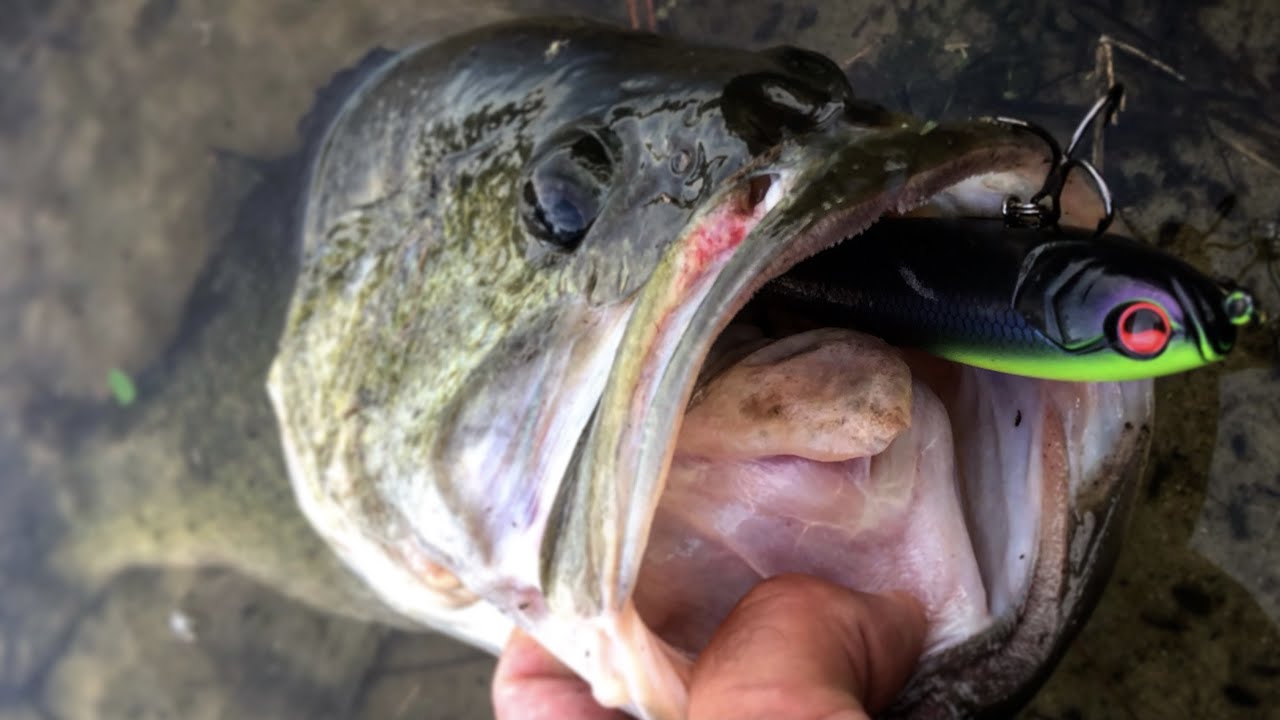 TOPWATER FISHING for HUGE BASS! NEW TOPWATER PB!