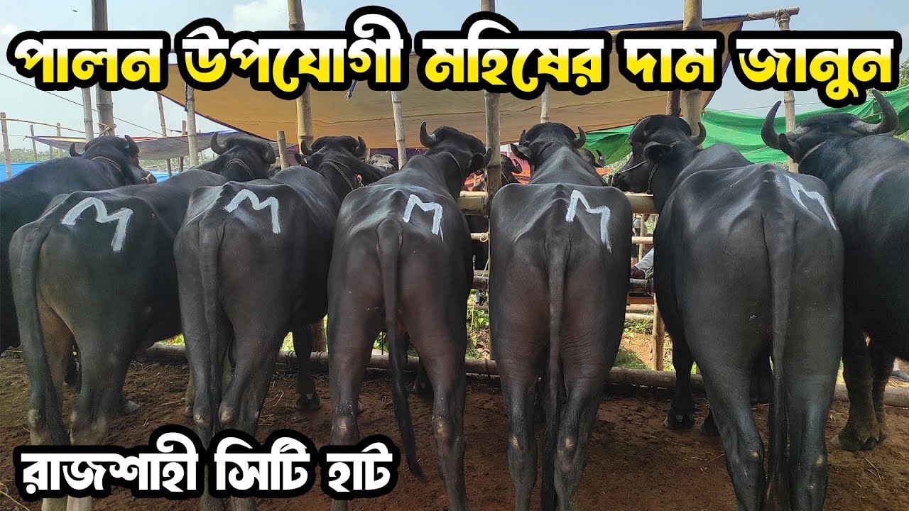 রাজশাহী সিটি হাট থেকে পালন উপযোগী ছোট মাঝারি মহিষের দাম জানুন।