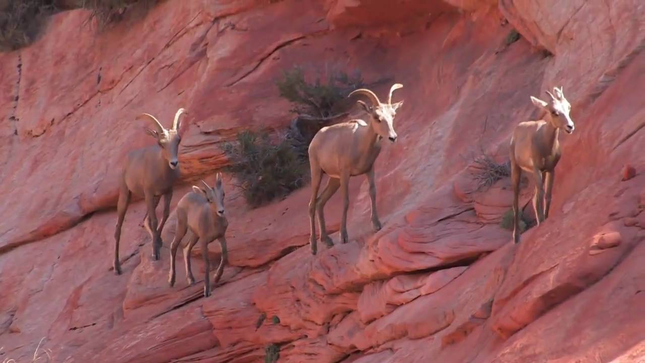 Experience Zion National Park with iPhone App, GeoQuest Zion
