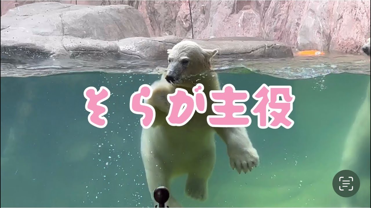 ホウちゃん＆ゆめに続け❣お転婆そら♡八木山動物公園のホッキョクグマ双子ᴥ·