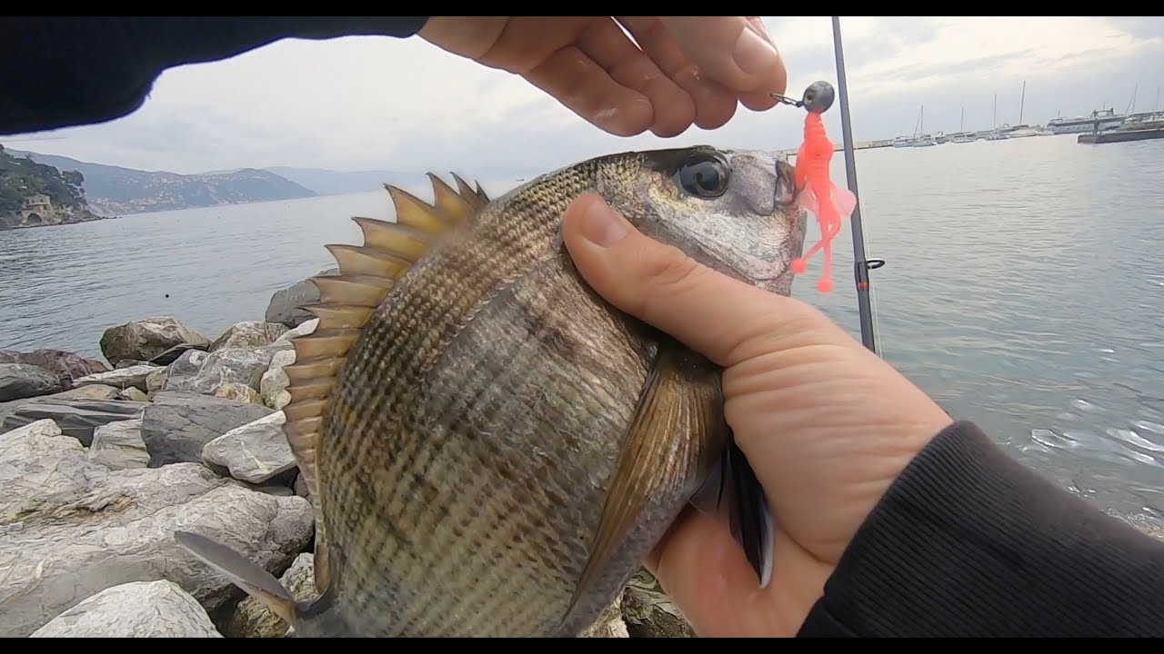 LIGHT ROCK FISHING INVERNALE - SPARIDI A SORPRESA