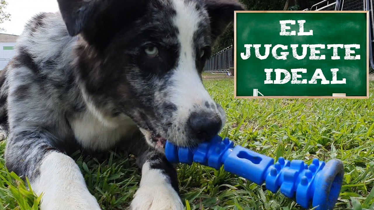 Club Family Dogs \\ #Capitulo1 \\ El Juguete Indicado \\ #elprofedelosperros