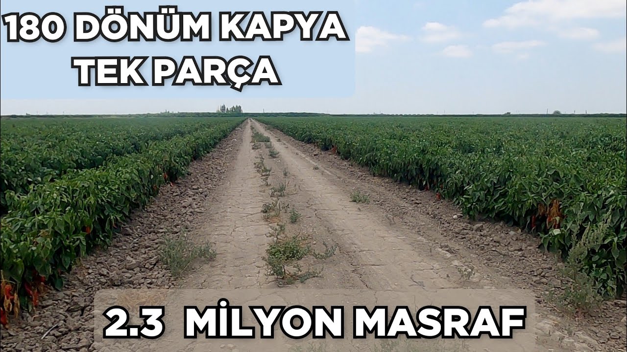 Siz olsanız bu riske girermisiniz.