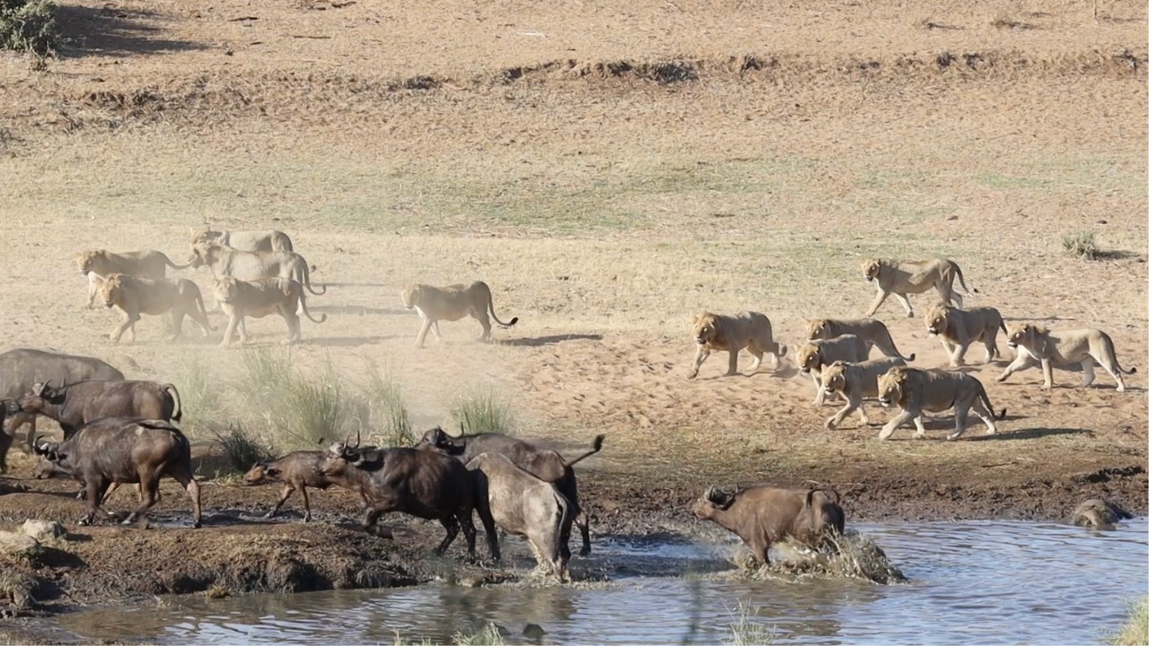 Kruger National Park - SHINGWEDZI