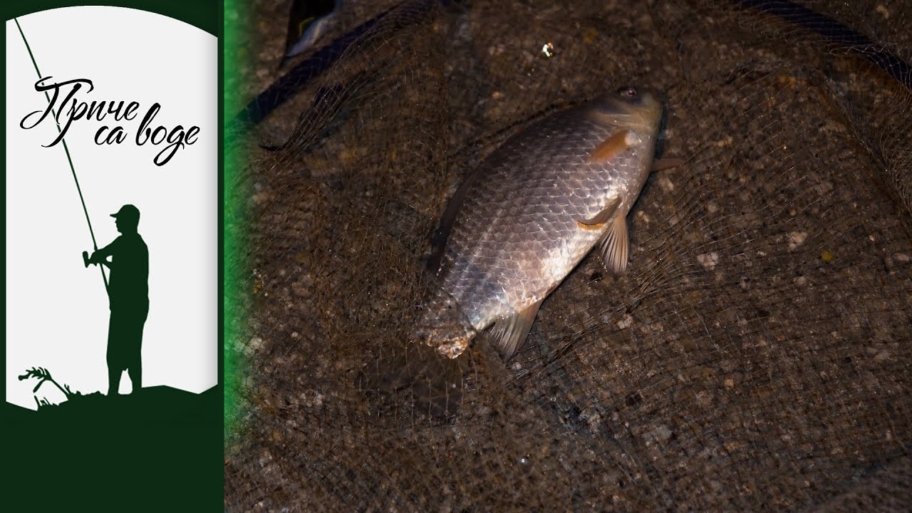 Priče sa vode ep. 165 29.11.2022. Babuškarenje u Golupcu, Dunav kod Golupca