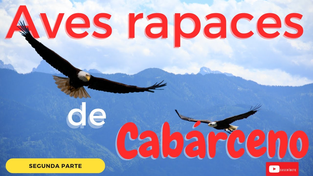 Increíble espectáculo de aves en el Parque de Cabárceno, Cantabria