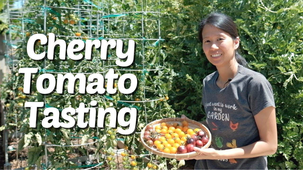 Cherry Tomato Harvest and Taste Test - Sungold, Black Strawberry, Black Cherry!