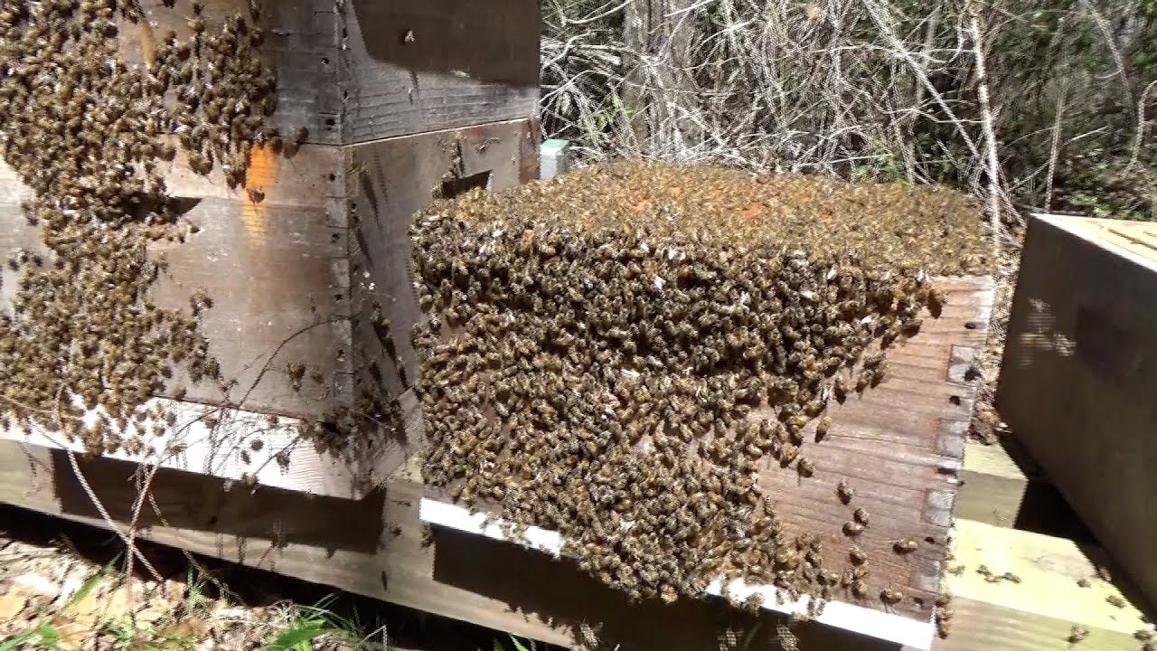 Setting up a new bee yard and equipping it with newly split hives.