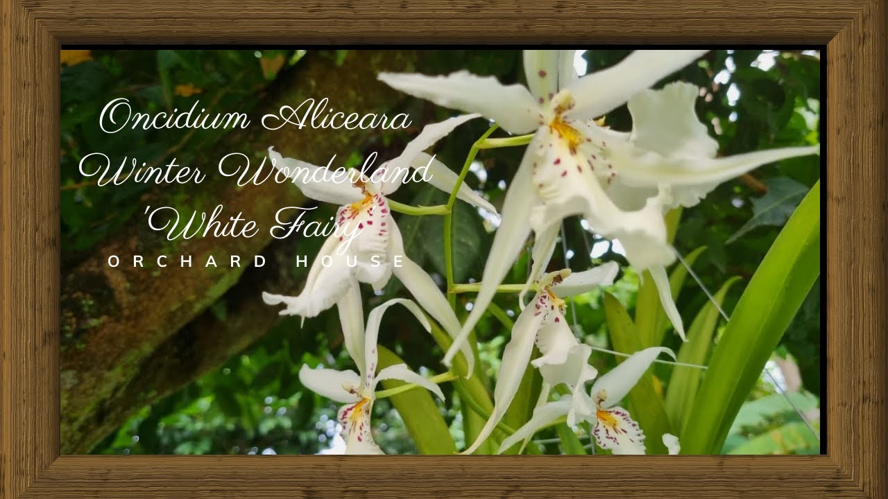 Oncidium Aliceara Winter Wonderland 'White Fairy' | Orchard House