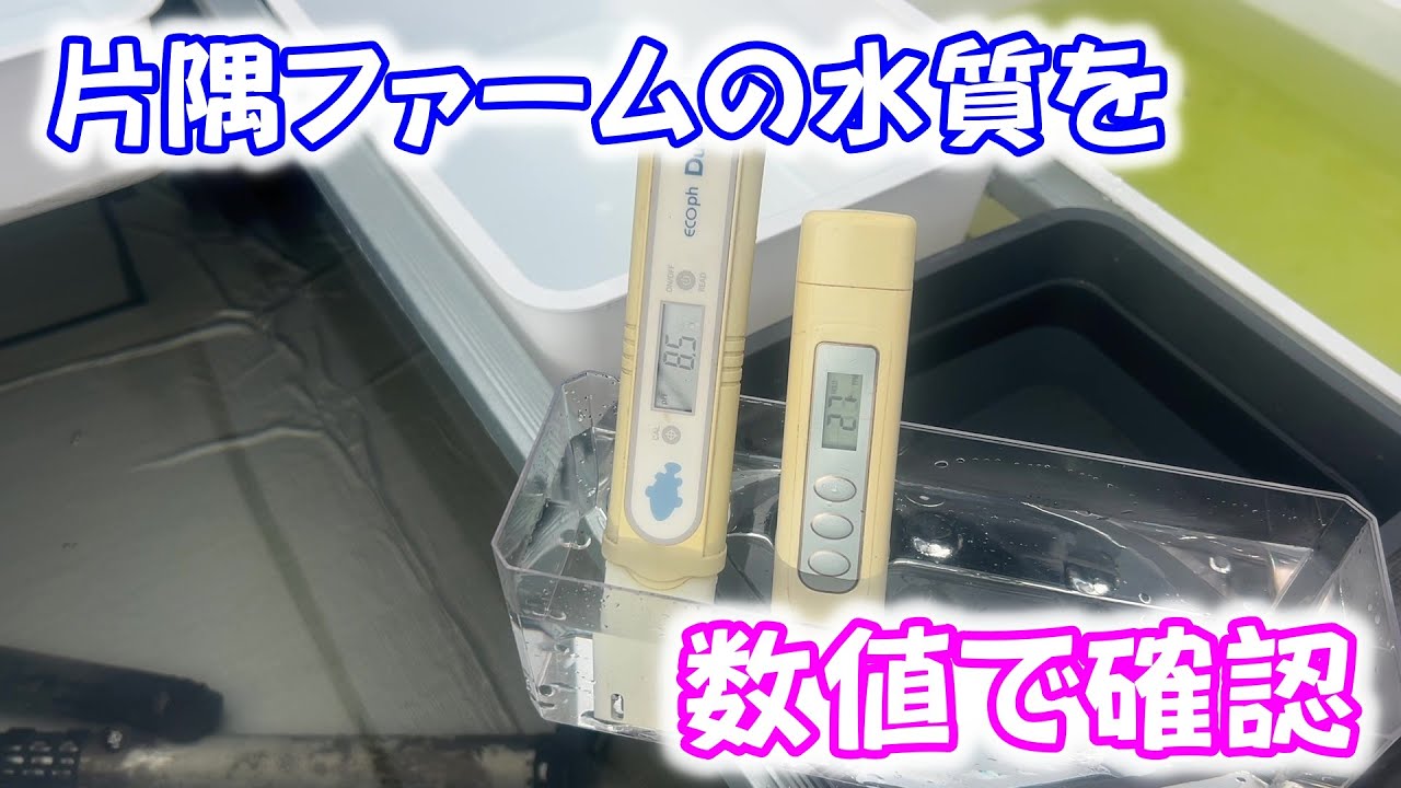 【めだか】ファームの飼育水を見た目と数値でチェックします。Ｂ型おやじ　2026年　1月　25日　投稿