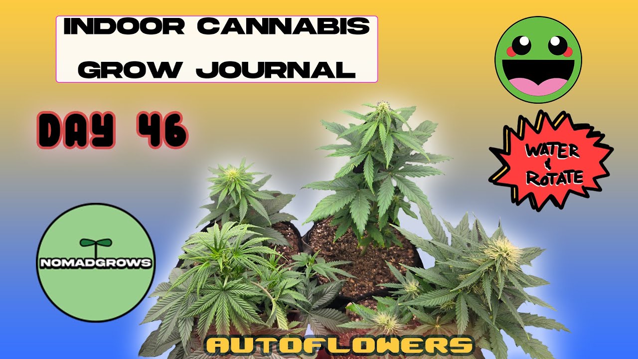 New Indoor Cannabis Grow Journal | Day 46 | Autoflowers