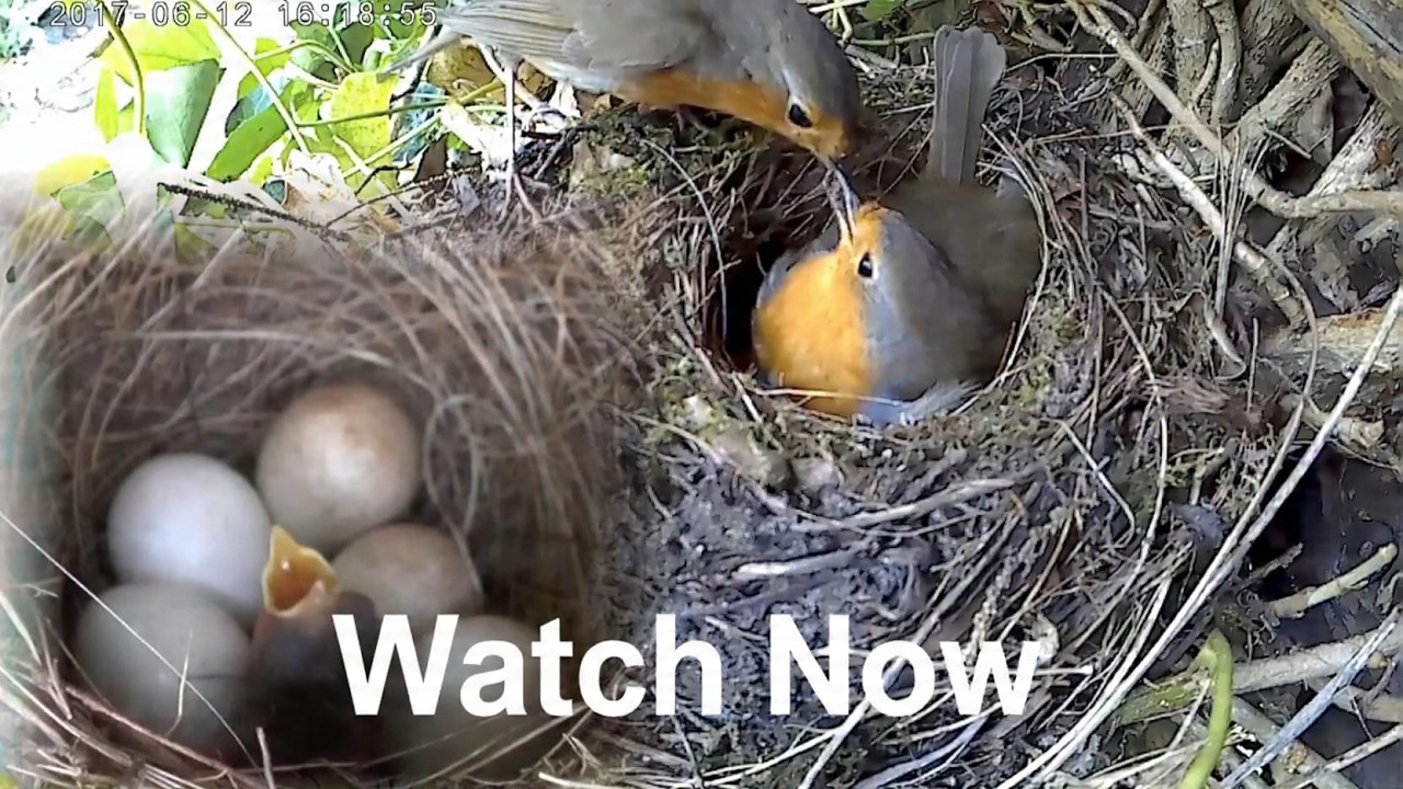 Roodborstje -  Robin breeding. Met jongen die uit het ei komen.