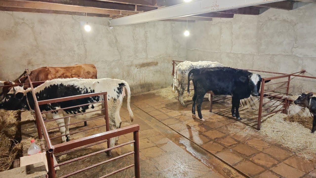 - 5 Dərəcədə İnək Baxımı 🐄👨🏻‍🌾/ Günlük İşlər 90