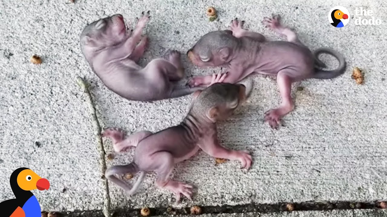 Squirrel Mom Rescues Her Crying Babies Who Fell From Their Nest | The Dodo