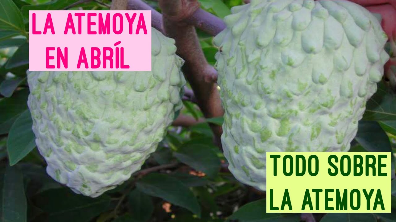 La Atemoya en Abril. Todo sobre la Atemoya/La Atemoya in April.  All about the Atemoya /