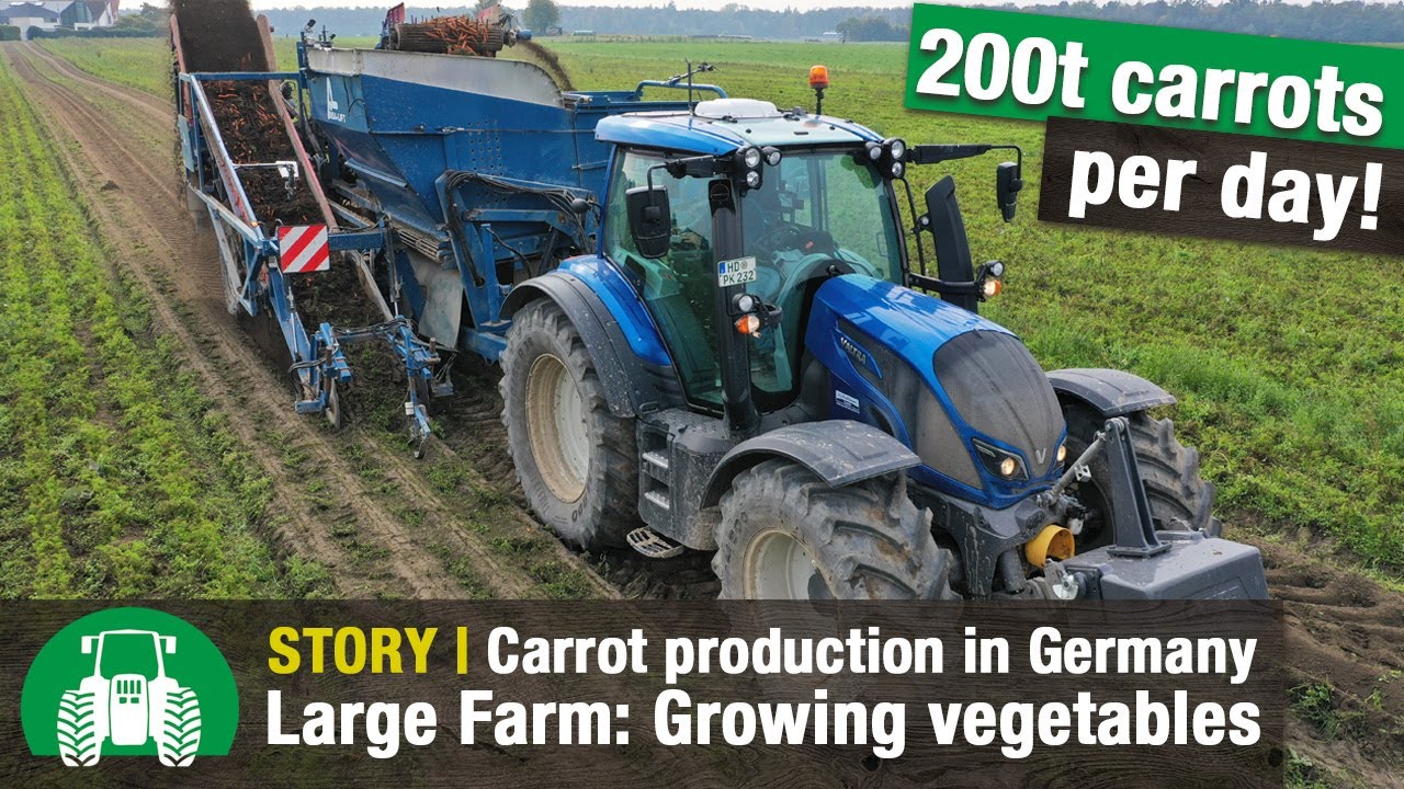 Gemüsebau Großhans | Carrot Harvesting with Valtra Tractors | XXL Vegetable Farming | Special crops