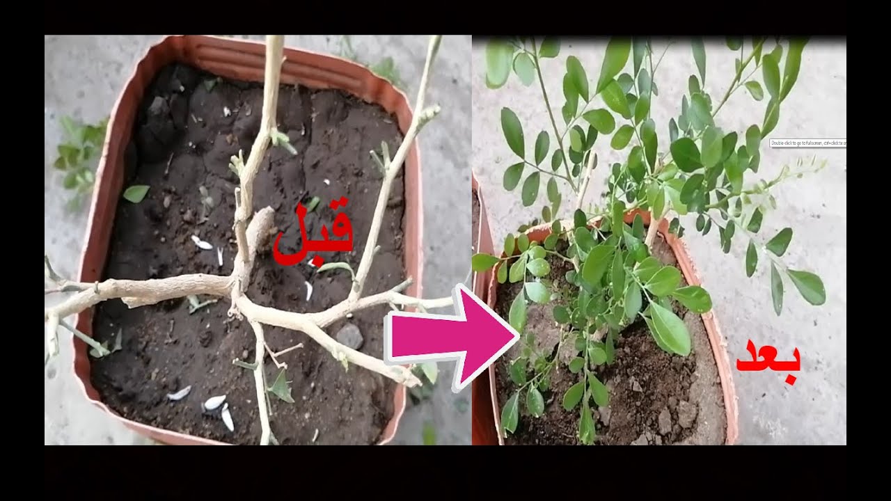 علاج نبات الموريا المصاب بالعناكب او الاكاروس بالمبيد او بدون مبيد