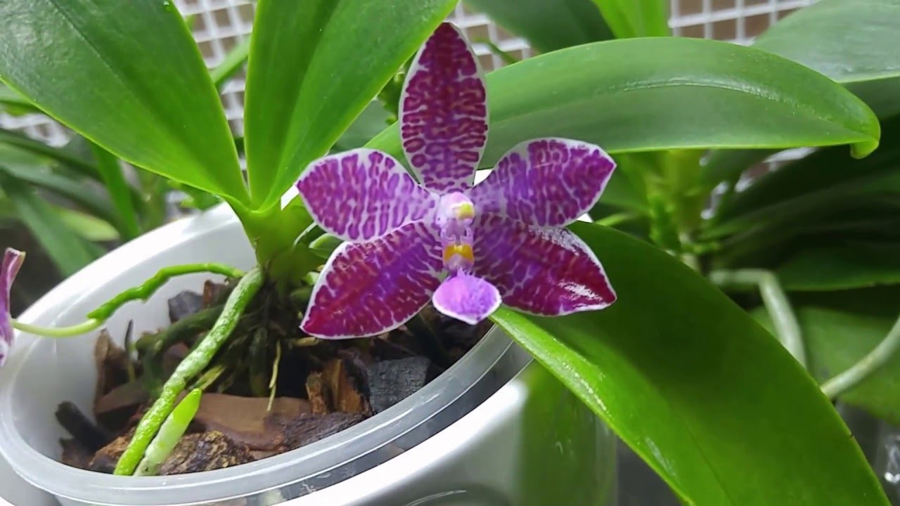 Phalaenopsis lueddemanniana