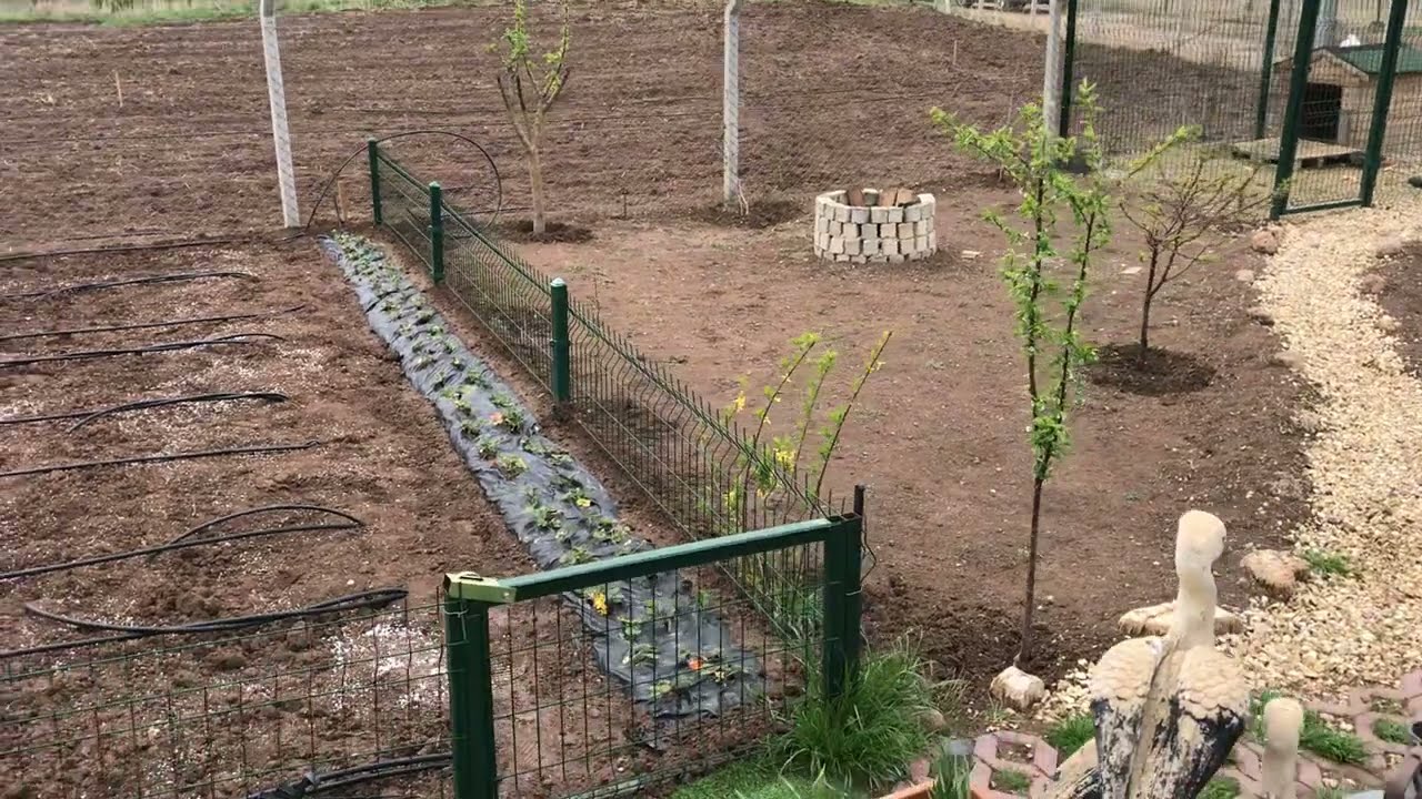 Tohum ve fide ekimi ile faydalı birtakım bilgiler