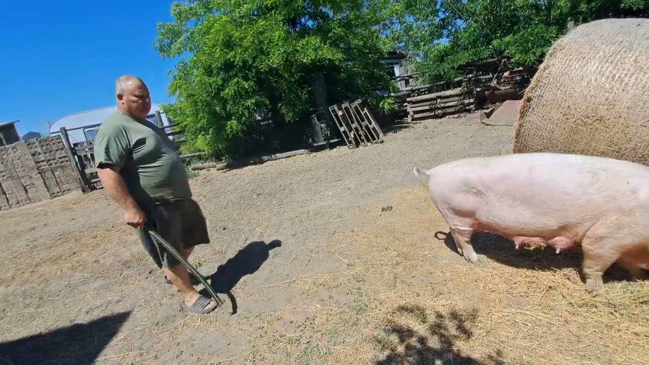 felavatták a disznók az új ólat
