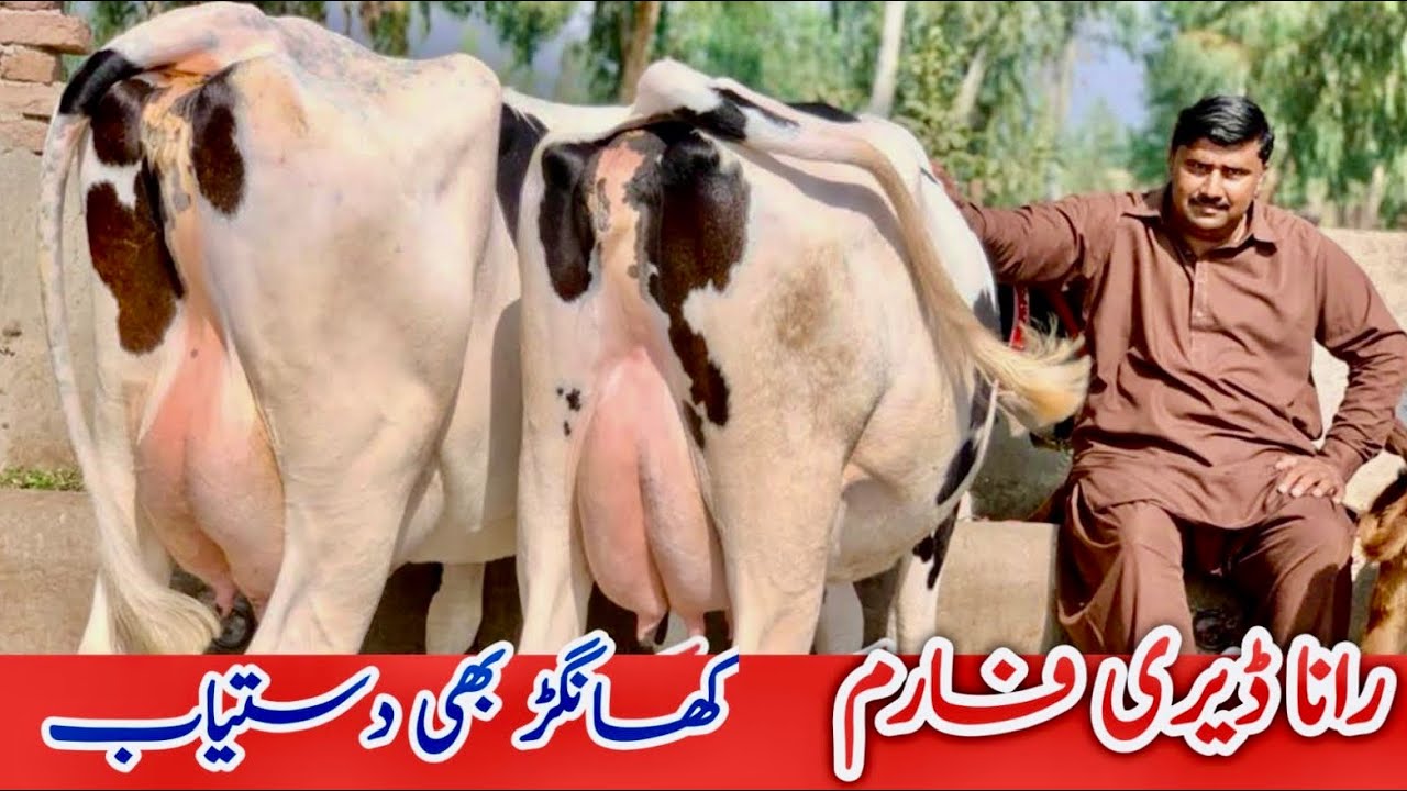 Rana Nazir Dairy Farm | Khanger cows for sale | Australian Friesian cows 