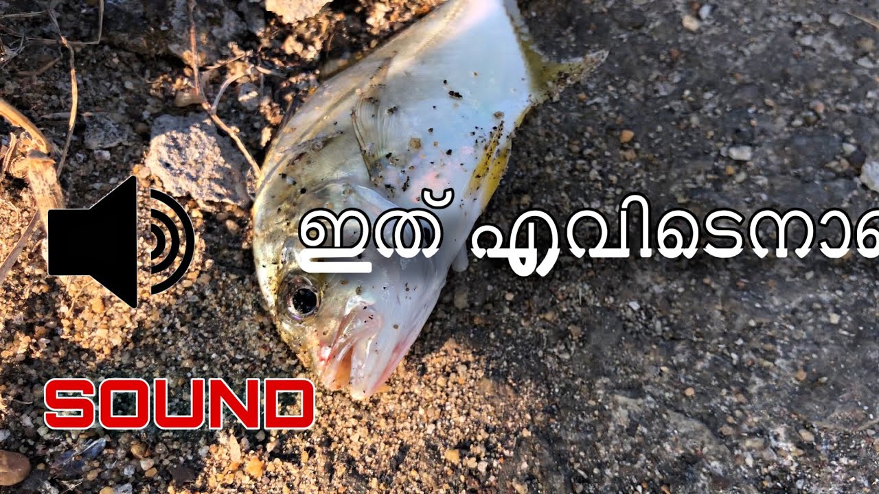 ഈ മീന്റെ Sound Uff🔥 | Fishing Videos #fishing 