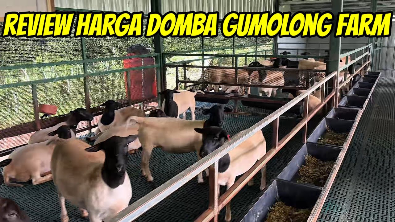 REVIEW HARGA DOMBA DORPER, SUFFOLK,  AWASSI, TEXEL DI GUMOLONG FARM