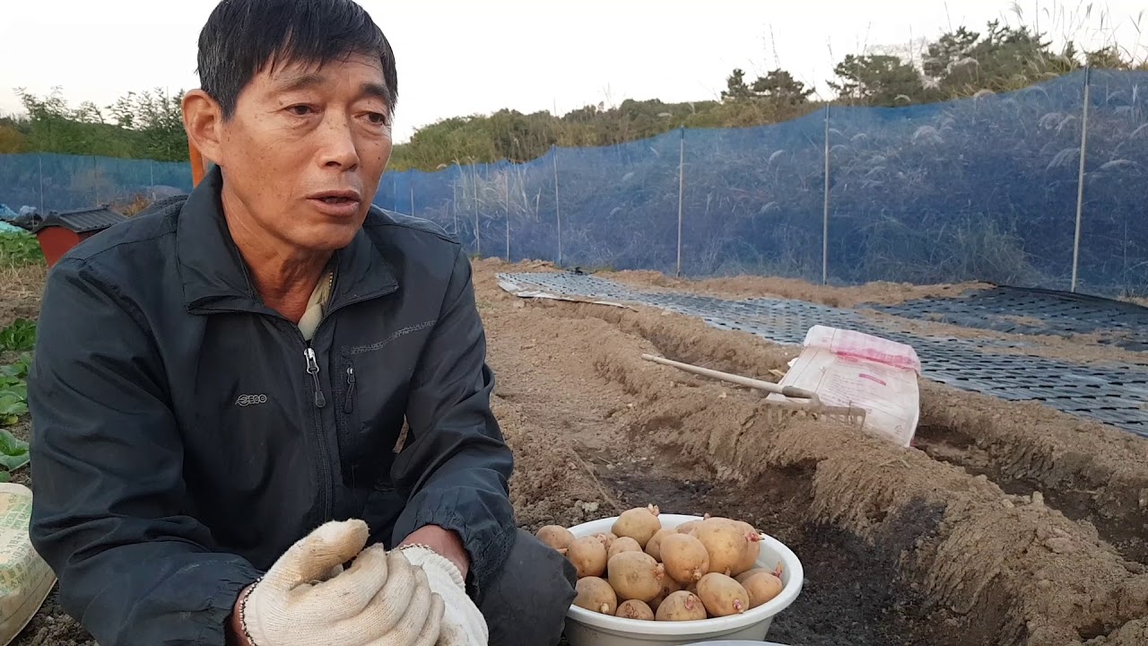 감자 심는 방법 3가지, 재배방법 및 병해충 방제