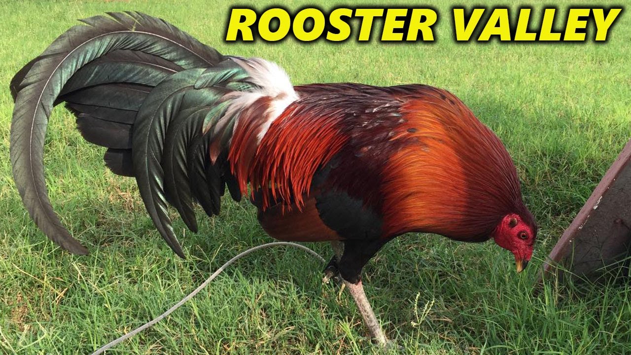 BEST QUALITY !! Gilmore Hatch Claret Rooster Valley Farm Jesse Longoria