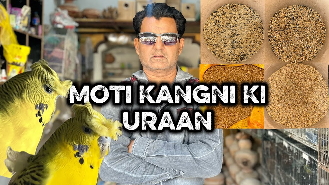 Special Dana Update | 27/11/25 | Parinda Party & Others | North Karachi