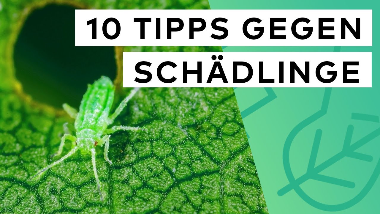Schädlinge bei Zimmerpflanzen schnell loswerden - so geht's 🦟 🐛 ❌