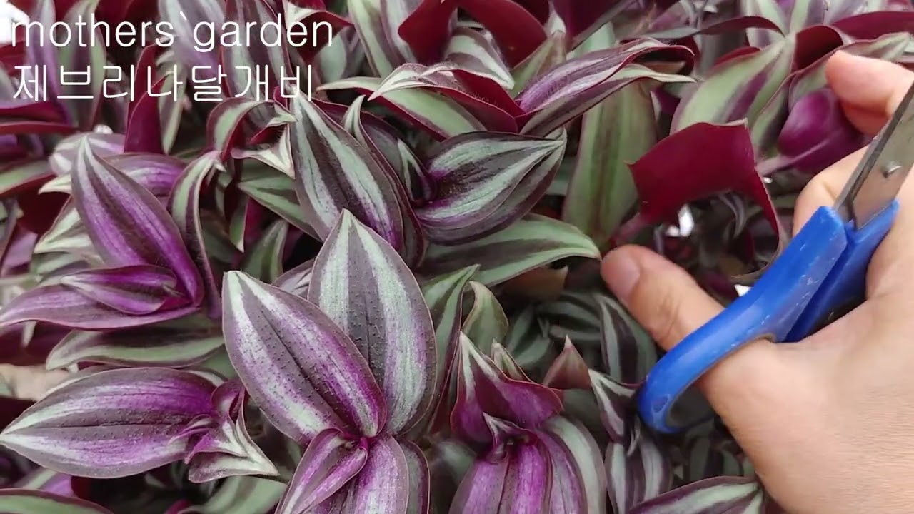 제브리나(공기정화 전자파차단 효과) 달개비 번식법 How to grow a Zebrina