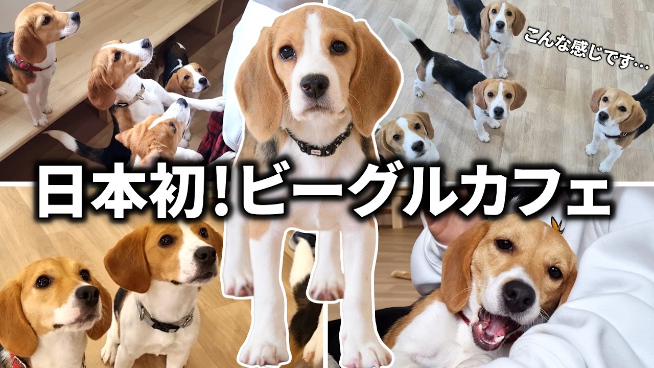 【新オープン！】ビーグルカフェって実際どうなの？営業中の様子をお見せします！