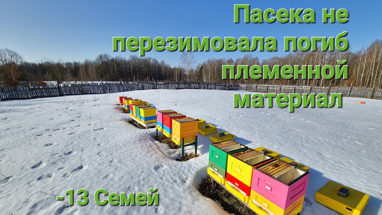 ПОГИБ ПЛЕМЕННОЙ МАТЕРИАЛ ПЕСЕКА НЕ ПЕРЕЗИМОВАЛА 