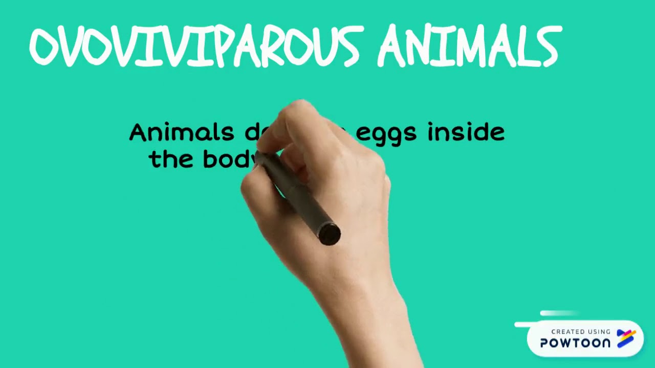 Oviparous, viviparous and ovoviviparous animals