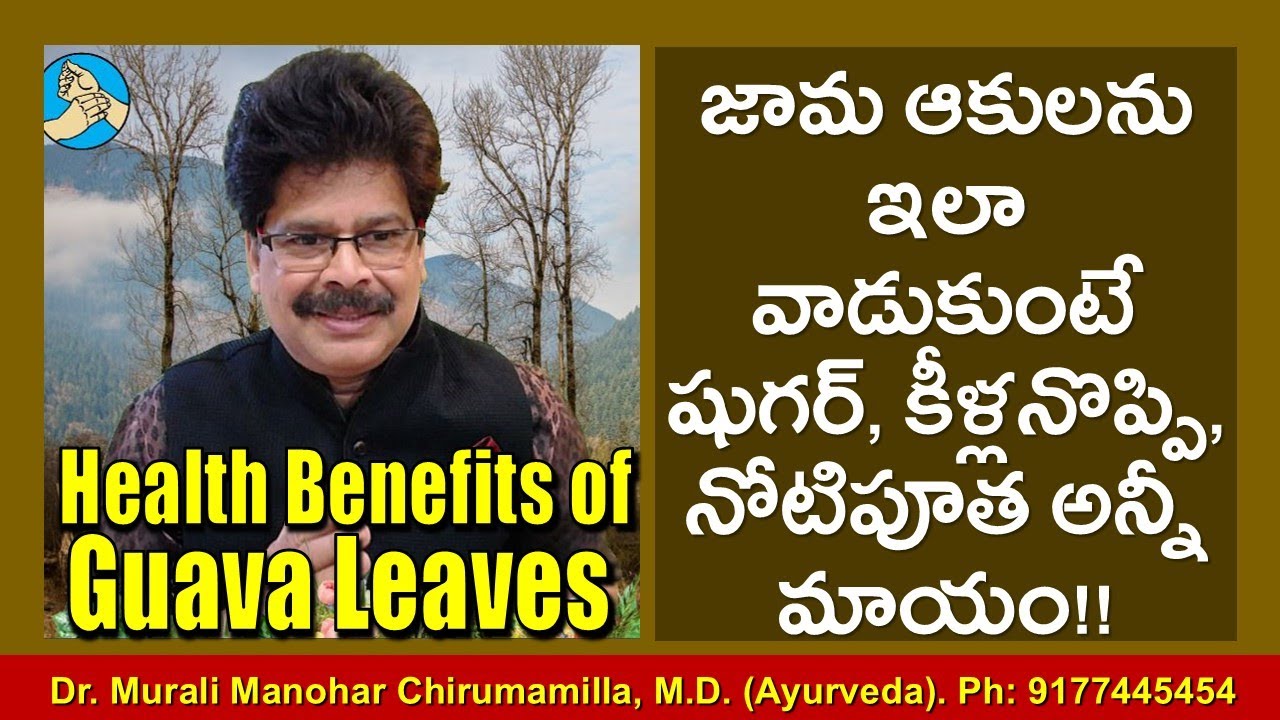 జామ ఆకులను ఇలా వాడుకుంటే షుగర్, కీళ్లనొప్పి, నోటిపూత అన్నీ మాయం. Health Benefits of Guava Leaves