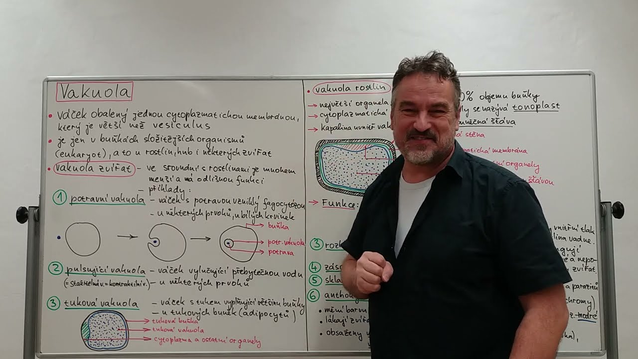 Cytologie 06a - vakuola, mitochondrie