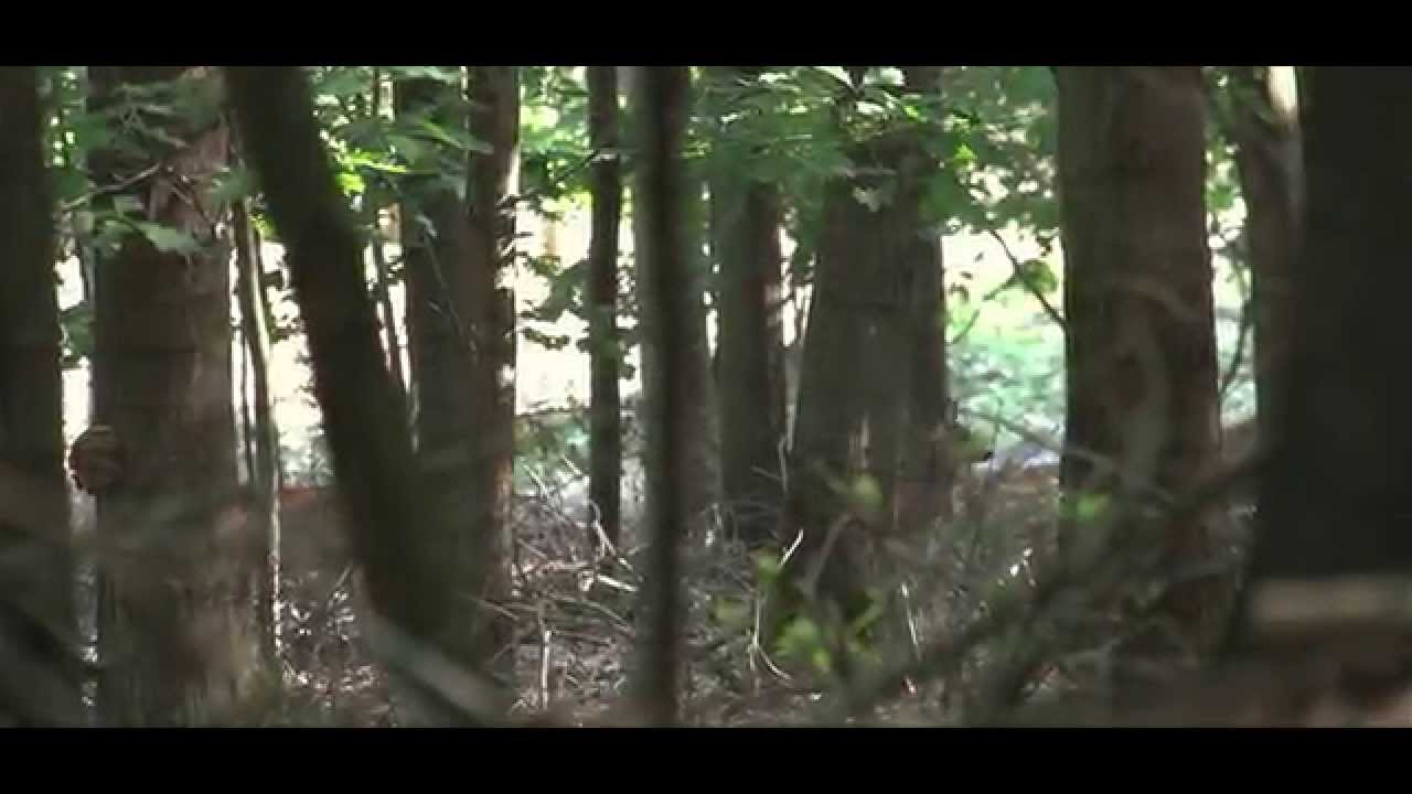 In memory of the victims of flight #MH17 | New life in the forest