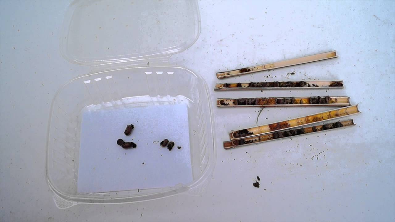 How to Clean your Bee House