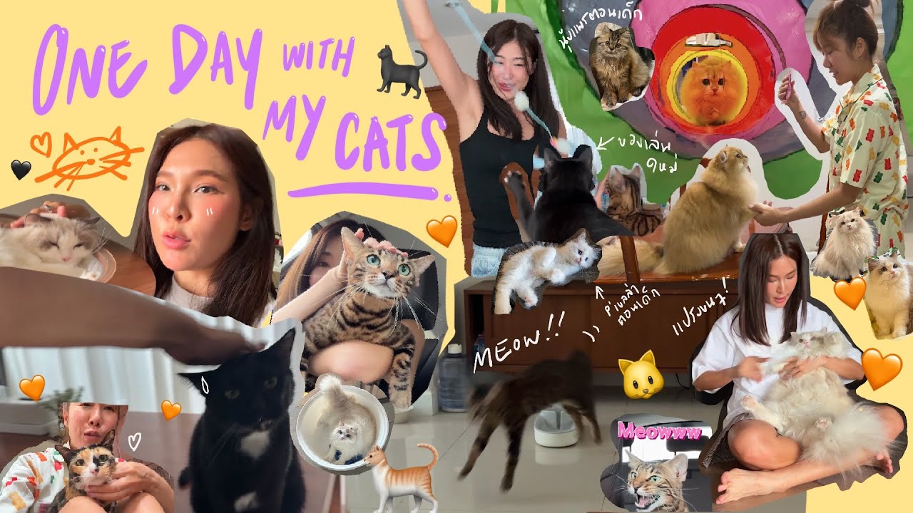 ไหนเล่าซิ๊ | One day with My Cats 🐈‍⬛🐱~ 1 วัน ใช้ชีวิตกับนุ้งแมว 🥰😘 |  Vlog 306