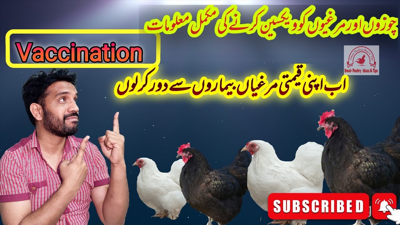 Poultry Vaccine| Chicken vaccination  schedule ND+IB Ranikhit