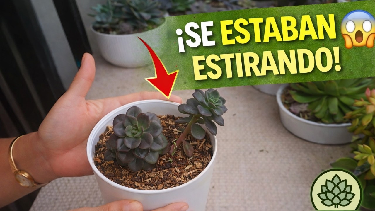 ¿Croma o Melaco? Descúbrelo 😱