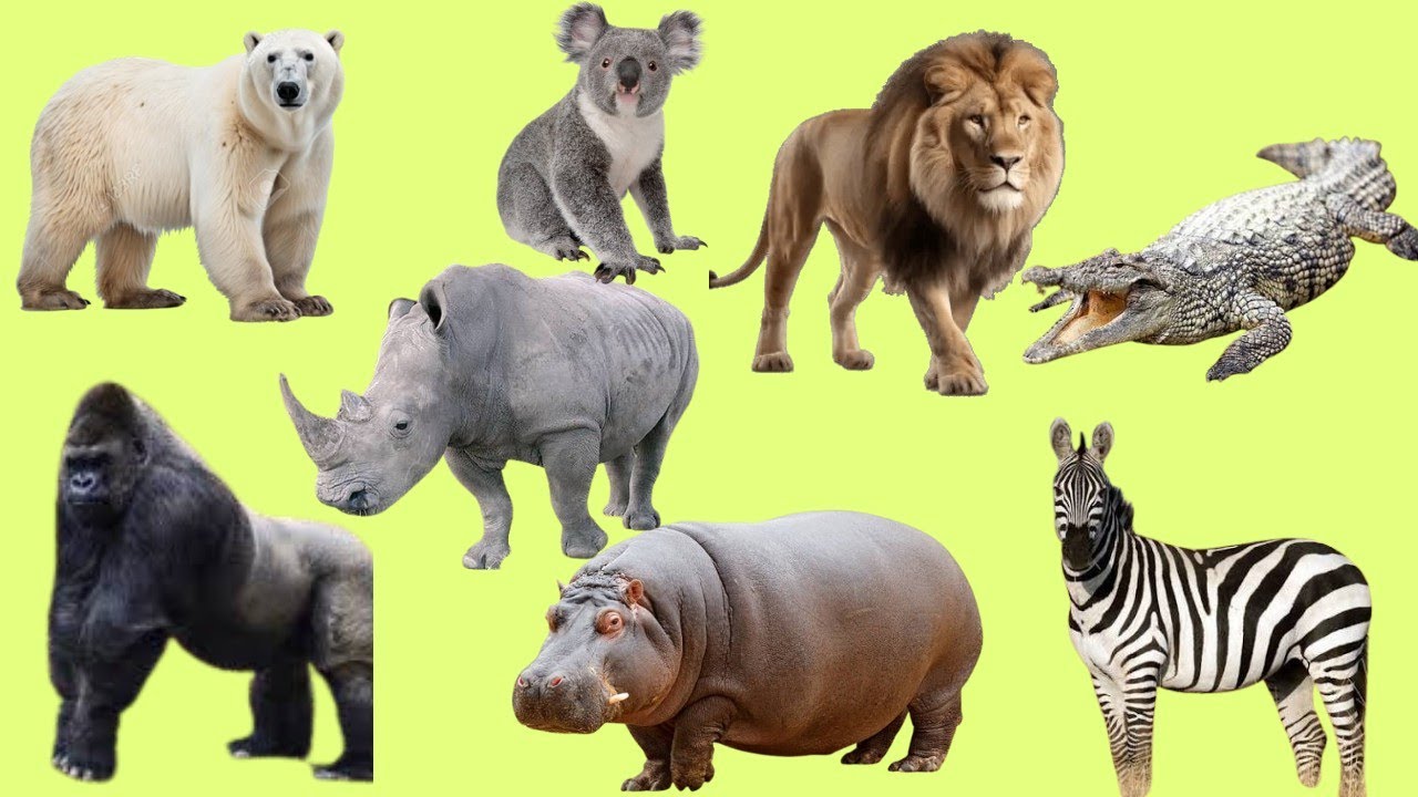 Wild Animal Names and Sounds for Kids | Real Life Wildlife Video 🦁