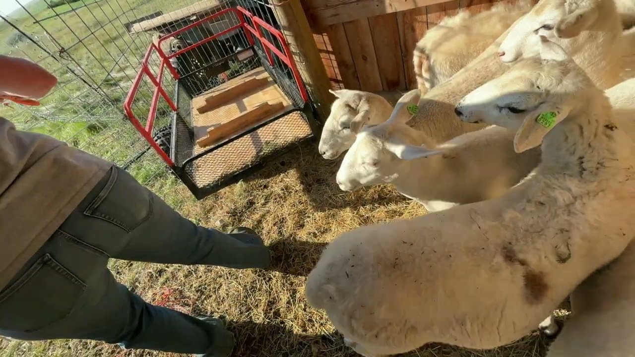 Ewe-ber Maiden Voyage