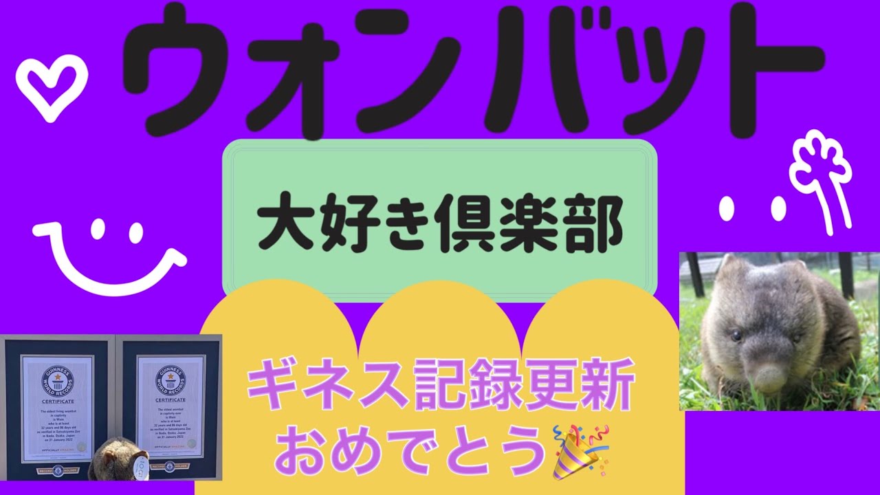 ♡WOMBAT❤️大好き倶楽部♡  Meg chan💕nel