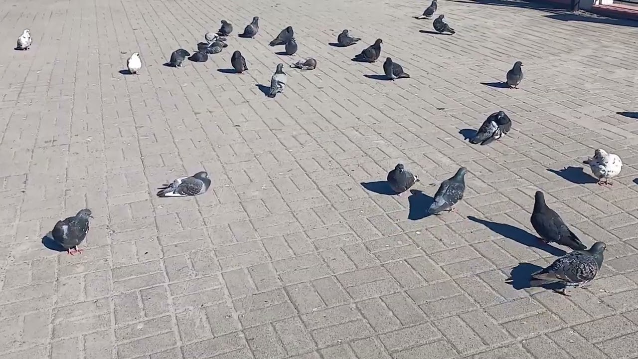 Новомосковск ( Самарь) UA.