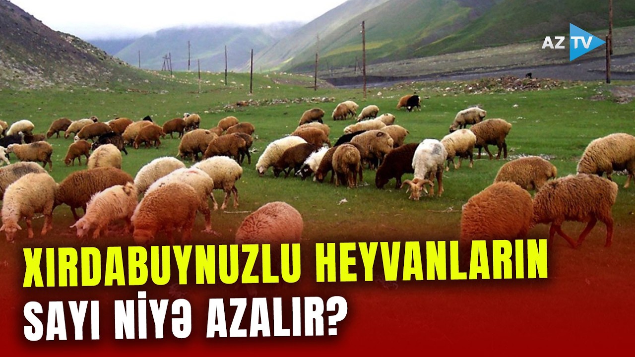Həm iribuynuzlu, həm də xırdabuynuzlu heyvanların sayı kəskin azaldı: fermerlər səbəbi bunda görür